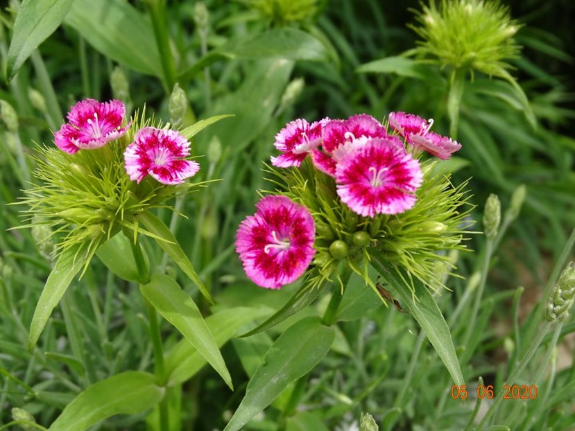 dianthus barbatus - Dobarland 2020 3