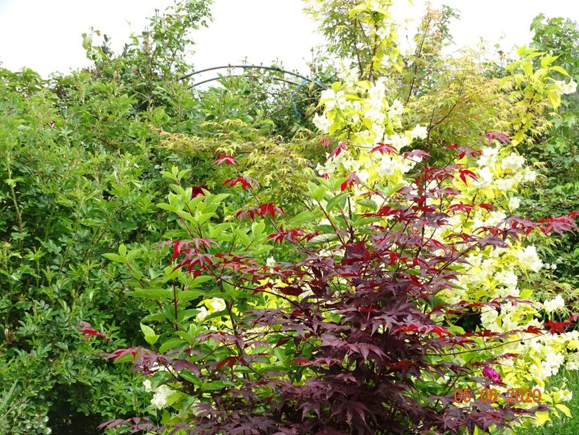 acer palmatum Trompenburg - Dobarland 2020 3