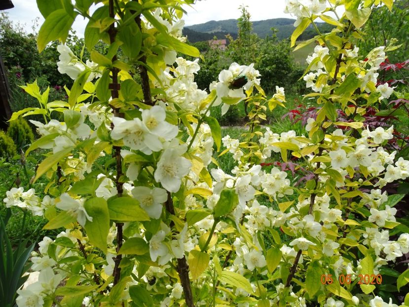 philadelphus Aureus - Dobarland 2020 3