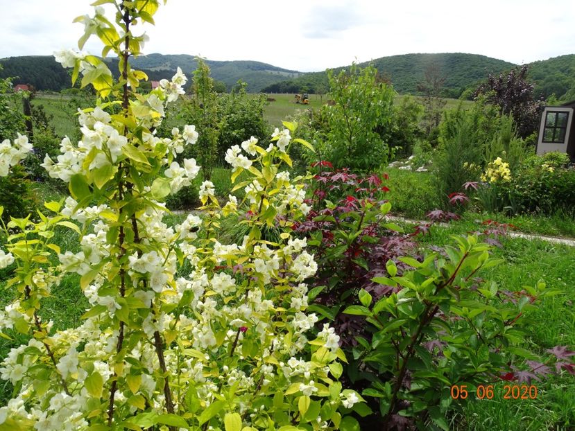 philadelphus Aureus - Dobarland 2020 3