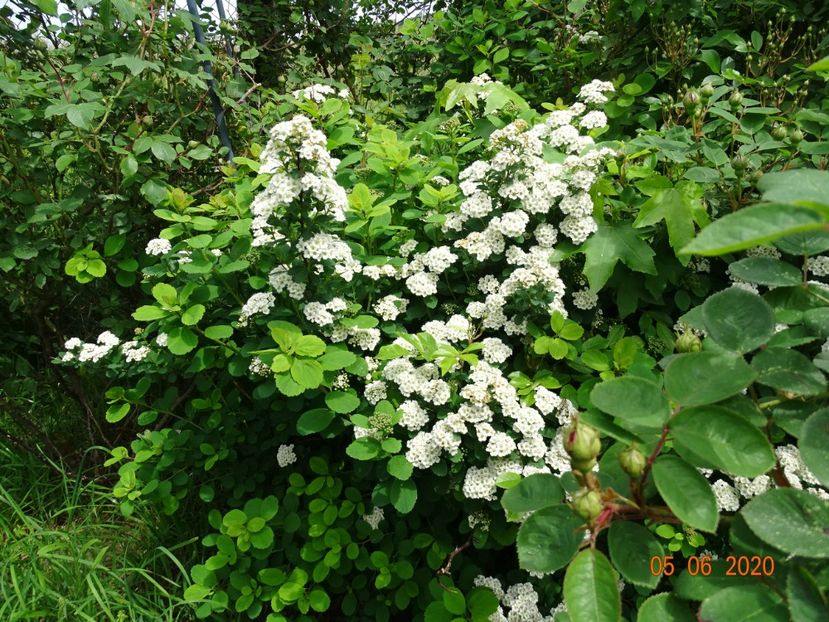 spiraea Halward's Silver - Dobarland 2020 3