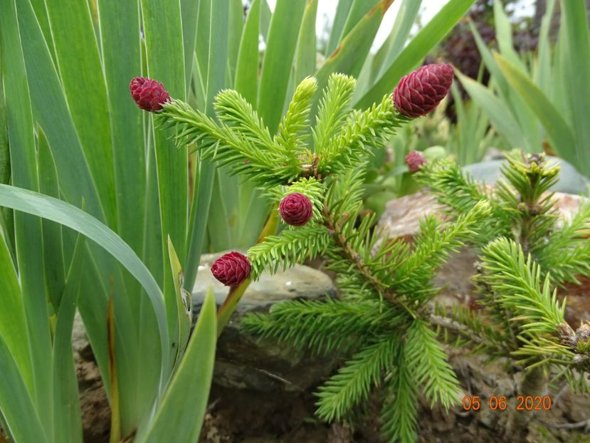 picea abies Pusch - Stancarie 2020 - inceputuri