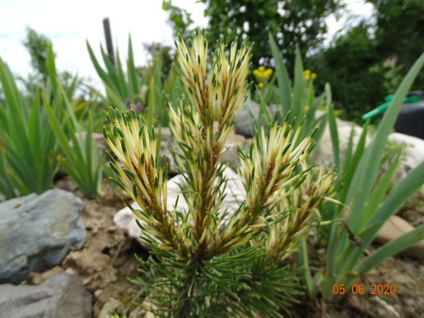 pinus mugo Sunshine - Stancarie 2020 - inceputuri