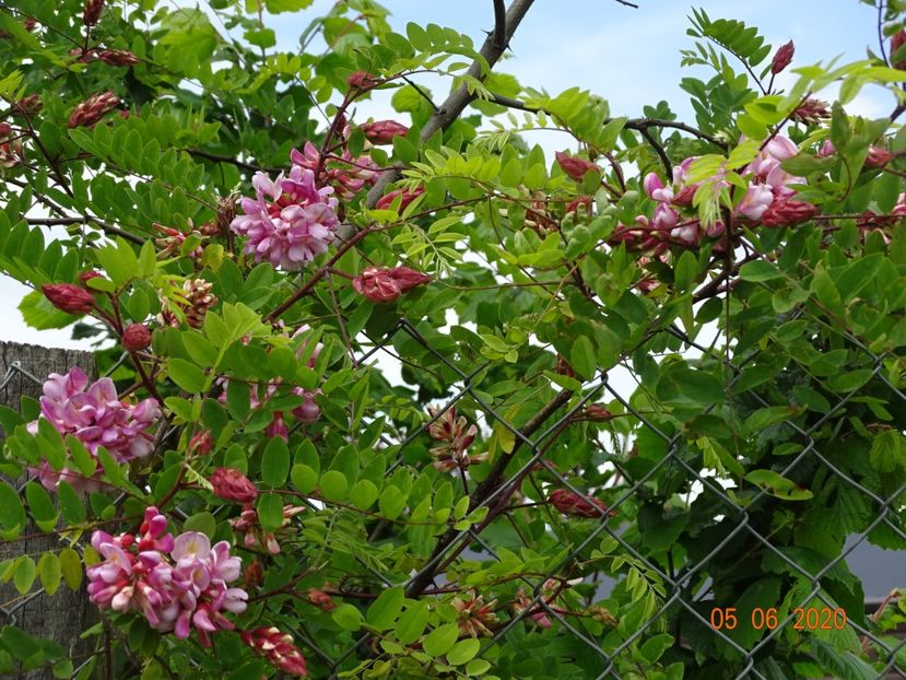 robinia hillieri - Dobarland 2020 3