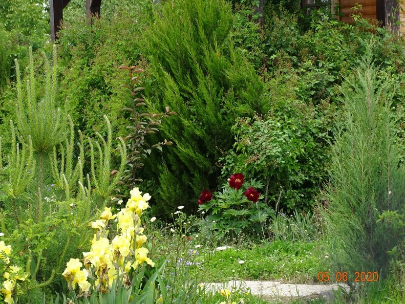 paeonia itoh Scarlet Heaven, irisi Sangreal - Dobarland 2020 3
