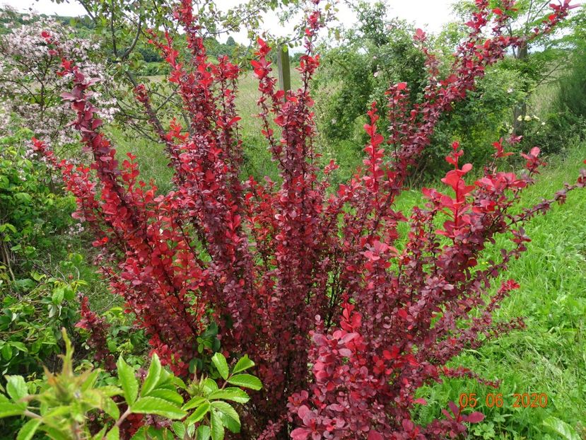 berberis Orange Rocket - Dobarland 2020 3