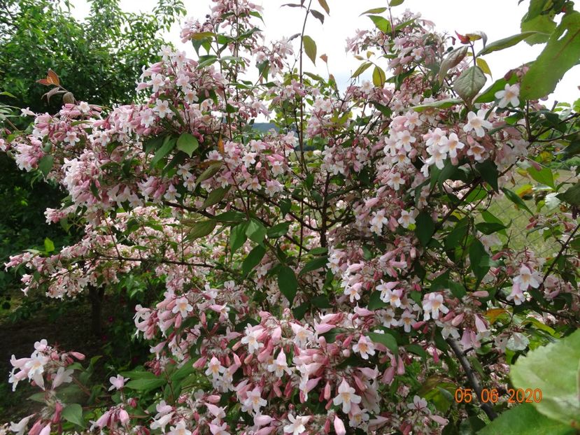 kolkwitzia amabilis Pink Cloud - Dobarland 2020 3