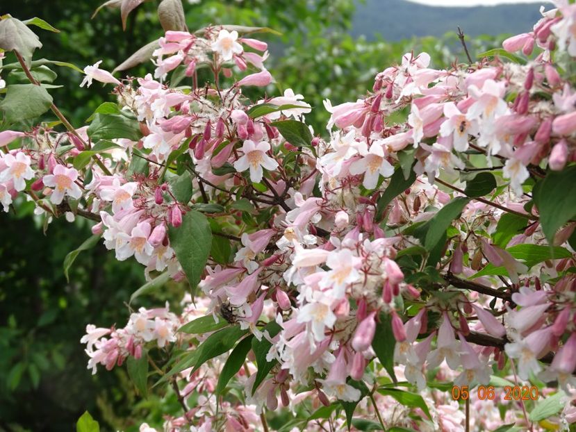 kolkwitzia amabilis Pink Cloud - Dobarland 2020 3