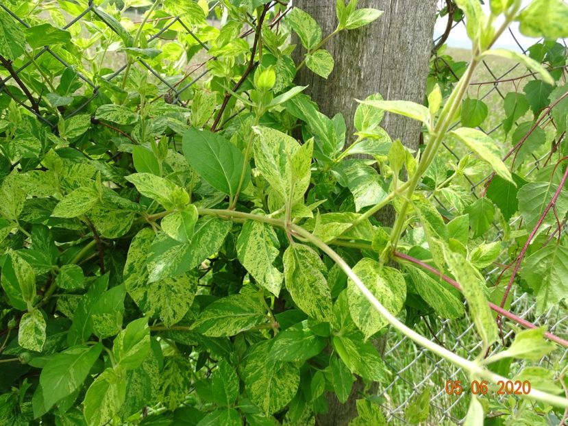 lonicera Mint Crisp - Dobarland 2020 3