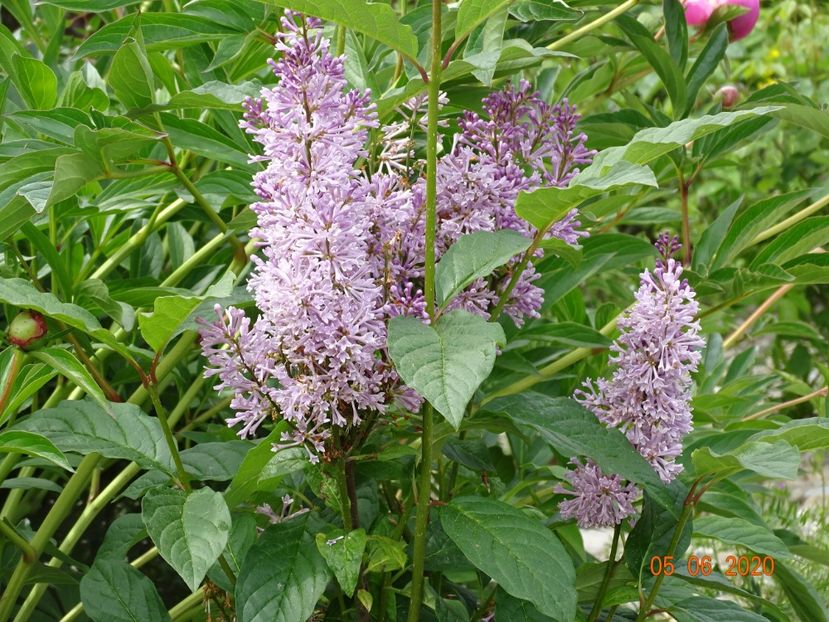 syringa Minuet - Dobarland 2020 3