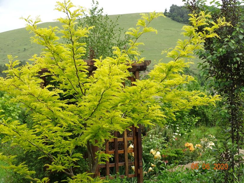 gleditsia Sunburst - Dobarland 2020 3