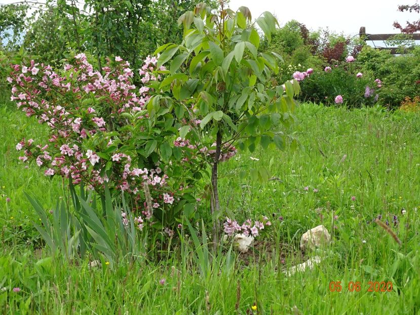 weigela florida - Dobarland 2020 3