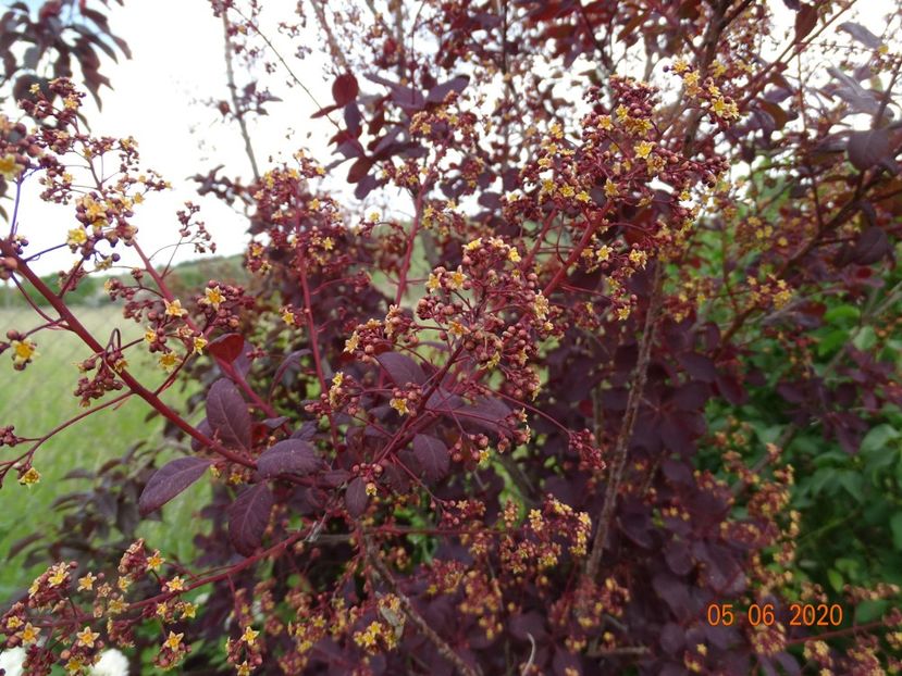 cotinus coggyria Royal Purple - Dobarland 2020 3
