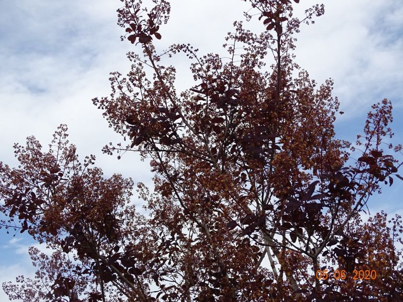 cotinus coggyria Royal Purple - Dobarland 2020 3