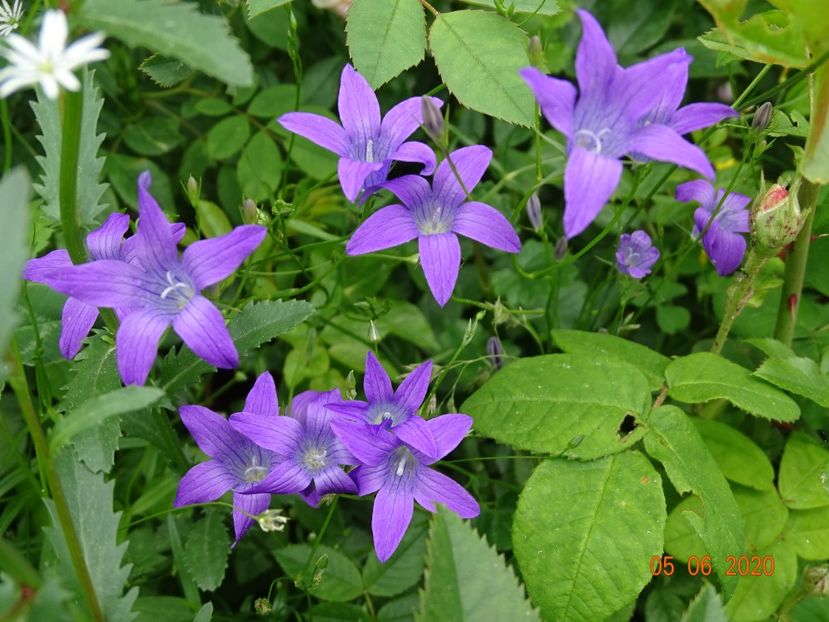 campanula patula - Dobarland 2020 3
