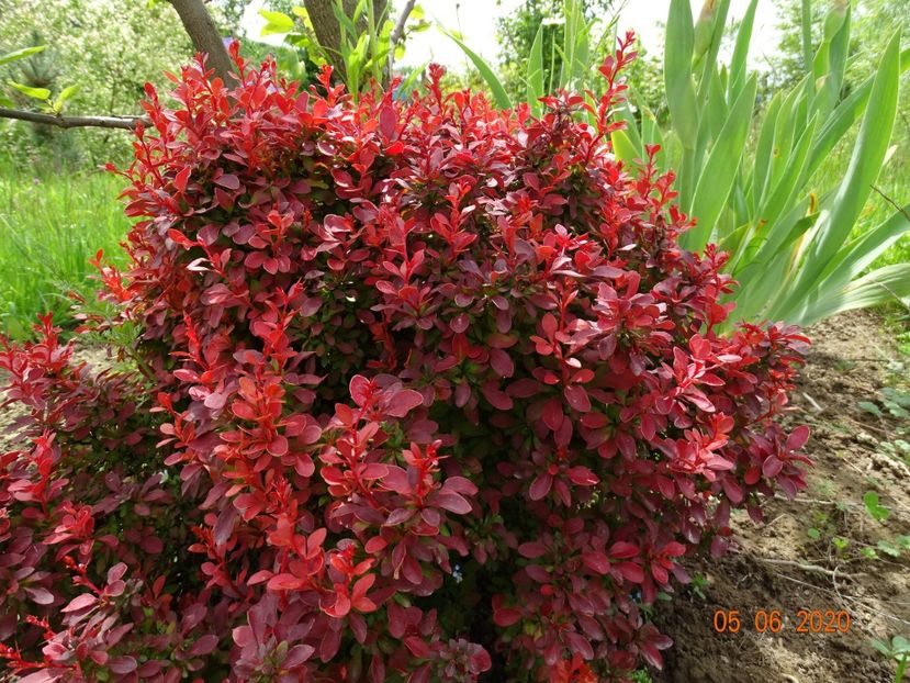 berberis Admiration - Dobarland 2020 3