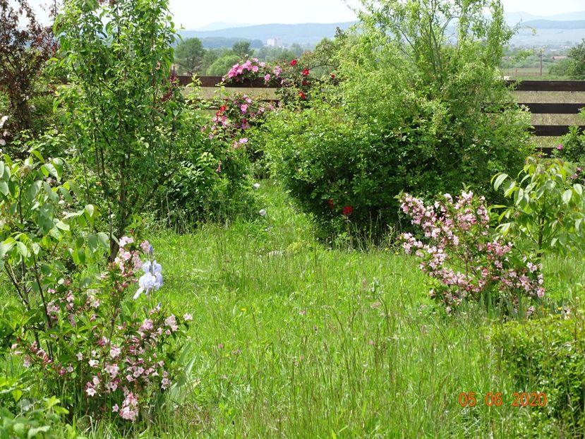 weigela florida - Dobarland 2020 3
