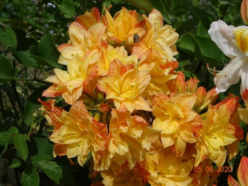 azalea Csardas - Dobarland 2020 3