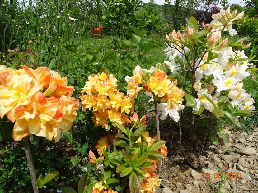 azalea Csardas - Dobarland 2020 3