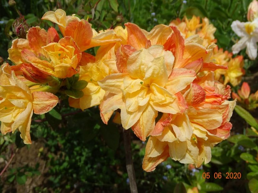 azalea Csardas - Dobarland 2020 3