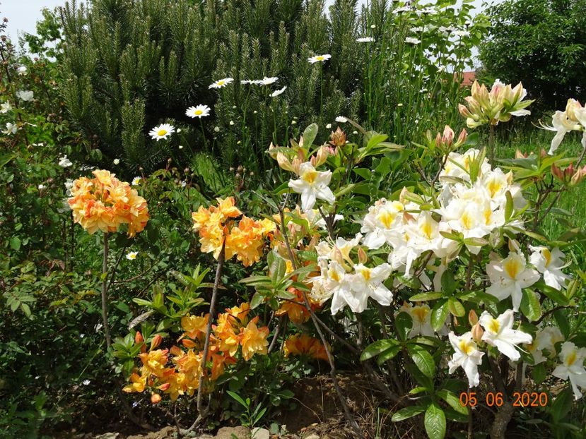 azalea Schneegold si Csardas - Dobarland 2020 3