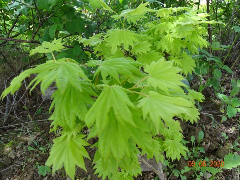 acer shirasawanum Aureum - Dobarland 2020 3