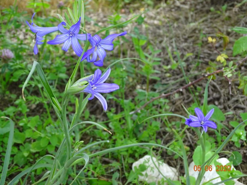 triteleia Royal Blue - Dobarland 2020 3
