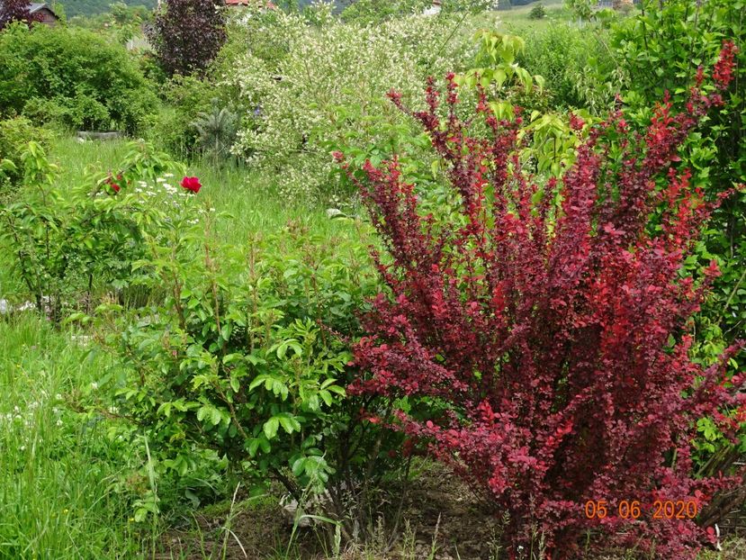 berberis Orange Rocket - Dobarland 2020 3