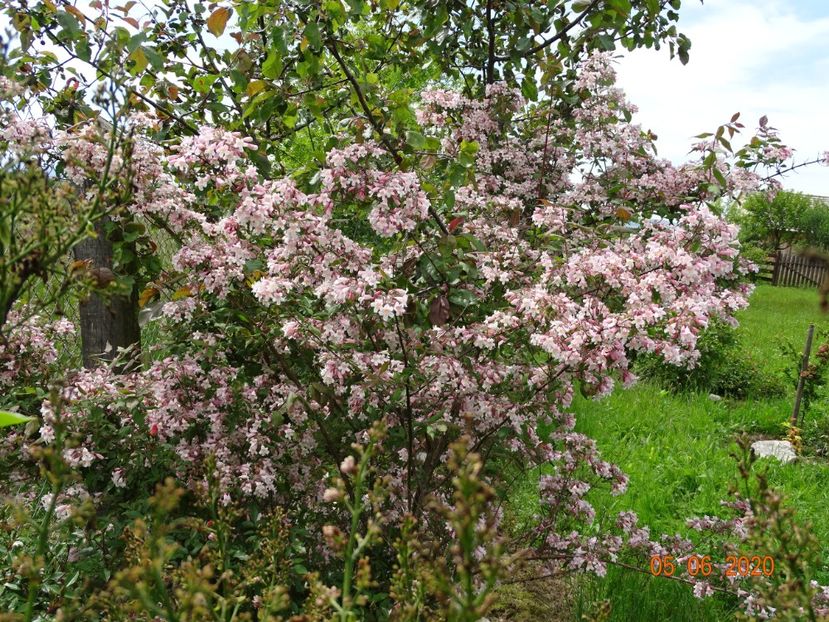 kolkwitzia amabilis Pink Cloud - Dobarland 2020 3
