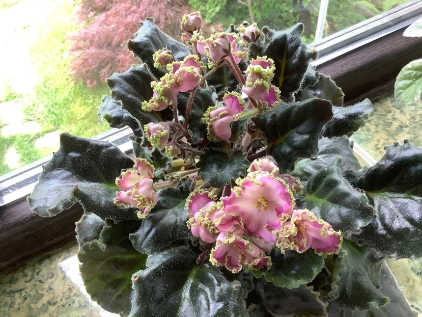  - LE Hydrangea