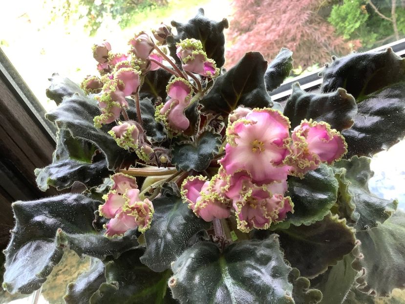 - LE Hydrangea