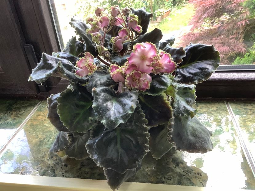  - LE Hydrangea