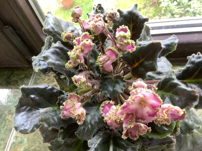  - LE Hydrangea
