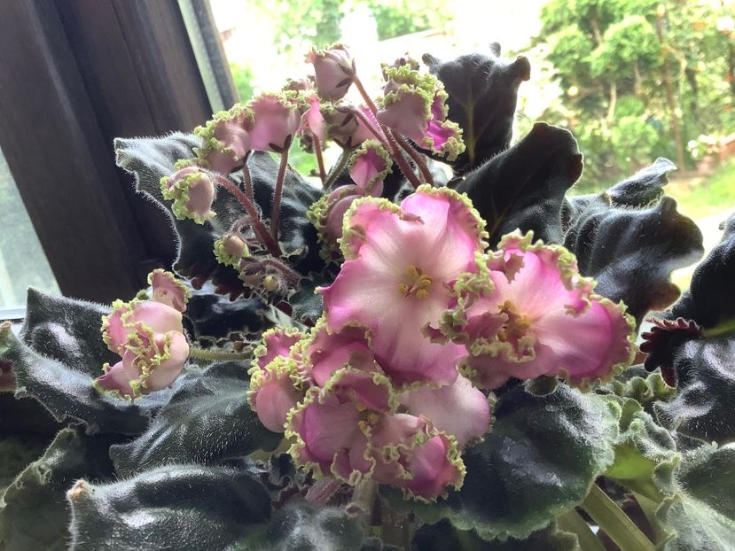  - LE Hydrangea