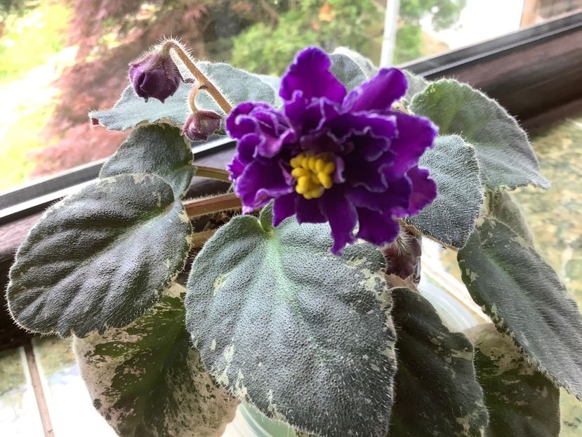 Pui 1 - Blackie Bryant