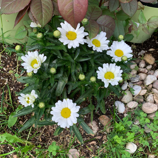  - Jurnalul gradinii 2020