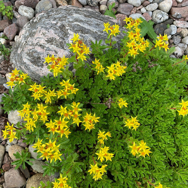  - Jurnalul gradinii 2020