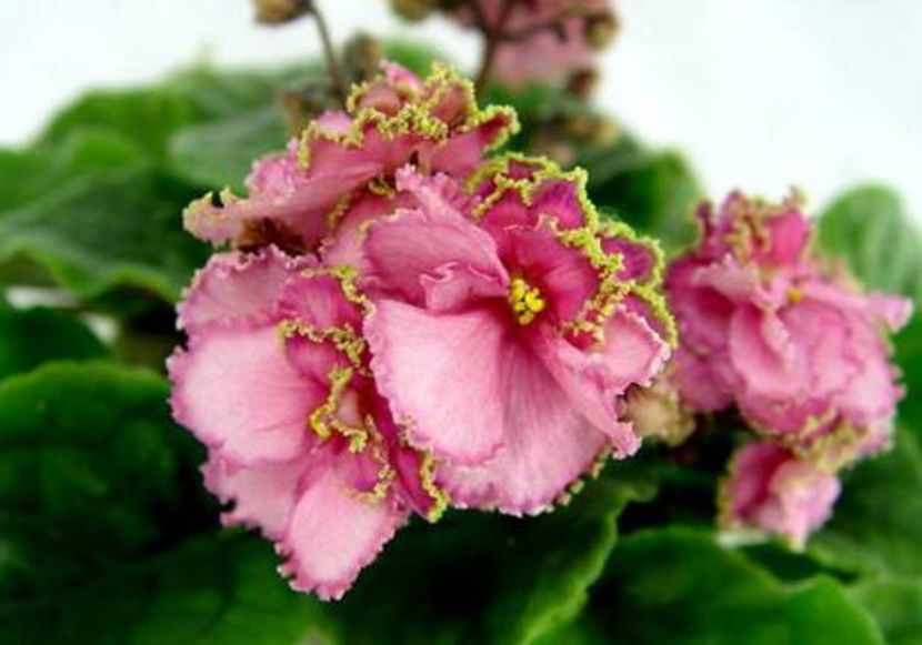 PotseluyRusalki - Potseluy rusalki