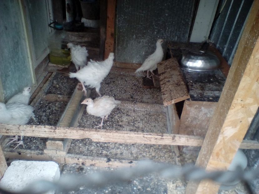 Pui fazan comun alb la 90 de zile - Pui fazan comun alb 2020