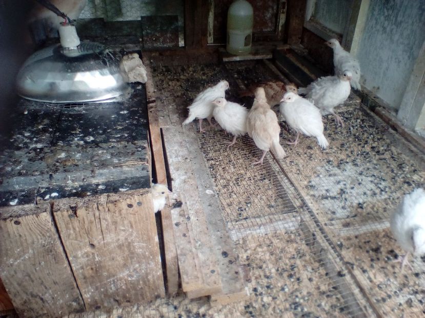 Pui fazan comun alb și izabel la 60 de zile - Pui fazan comun alb 2020