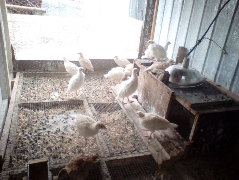  - Pui fazan comun alb 2020