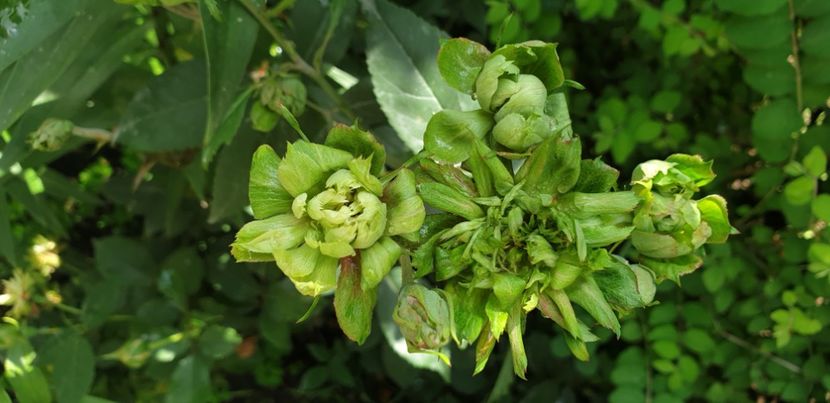  - VIRIDIFLORA 2020