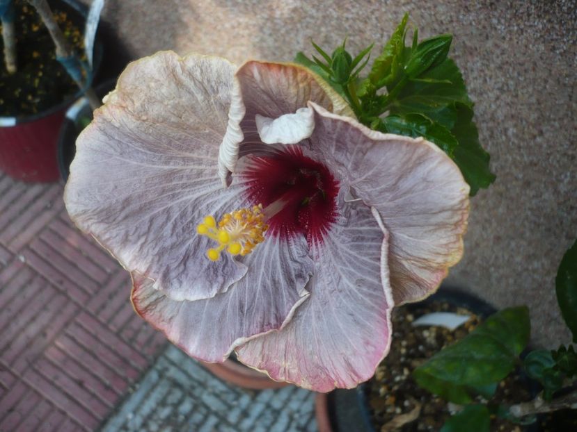 12.06.2020 - HIBISCUSI 2020-1