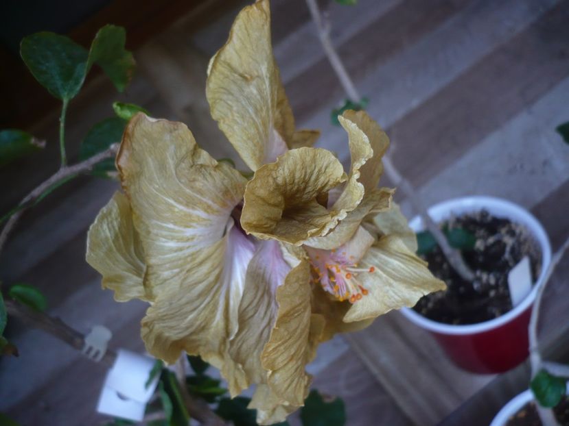 P1440435 - HIBISCUSI 2020-1