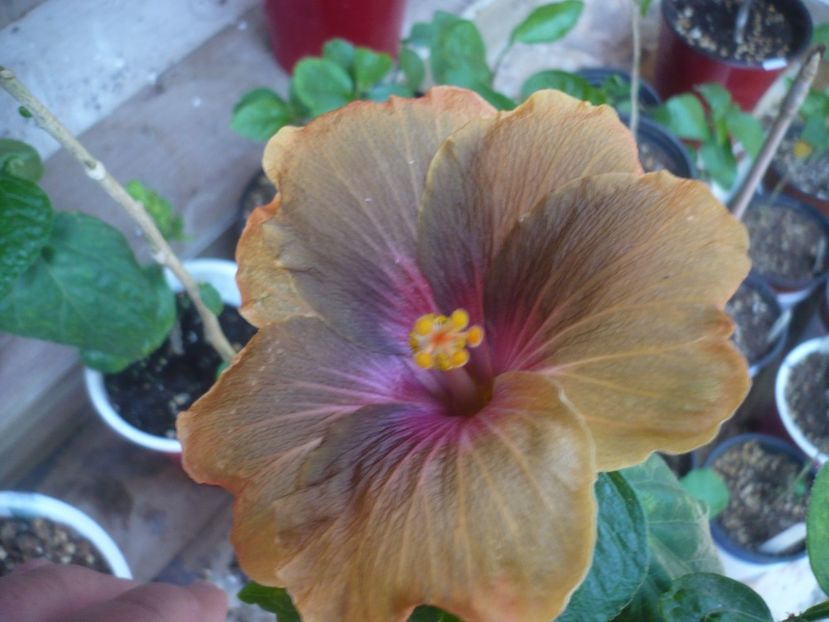 P1440436 - HIBISCUSI 2020-1