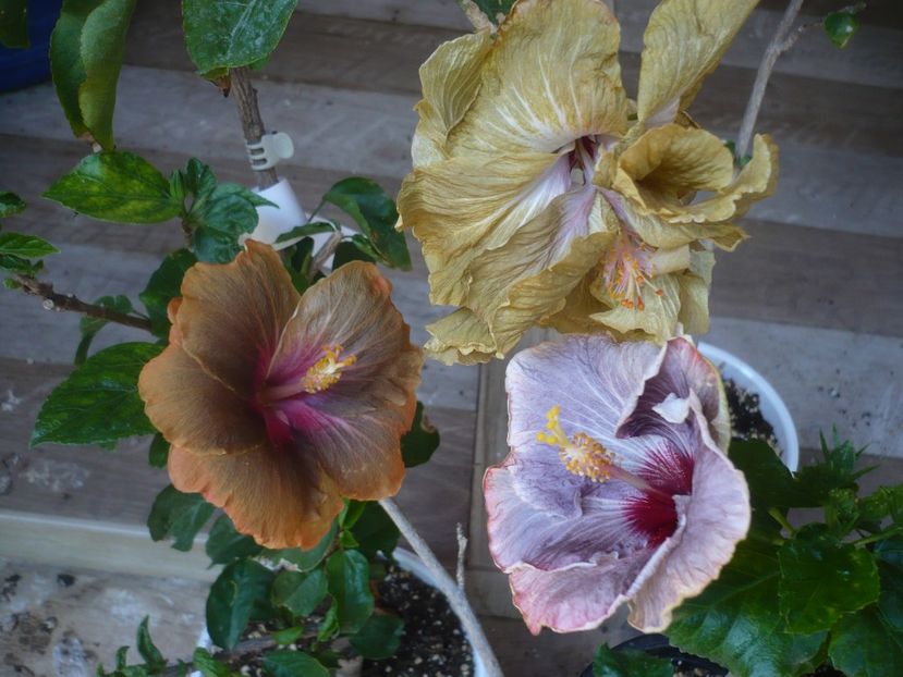 P1440438 - HIBISCUSI 2020-1