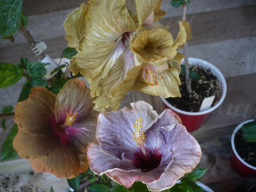 P1440440 - HIBISCUSI 2020-1