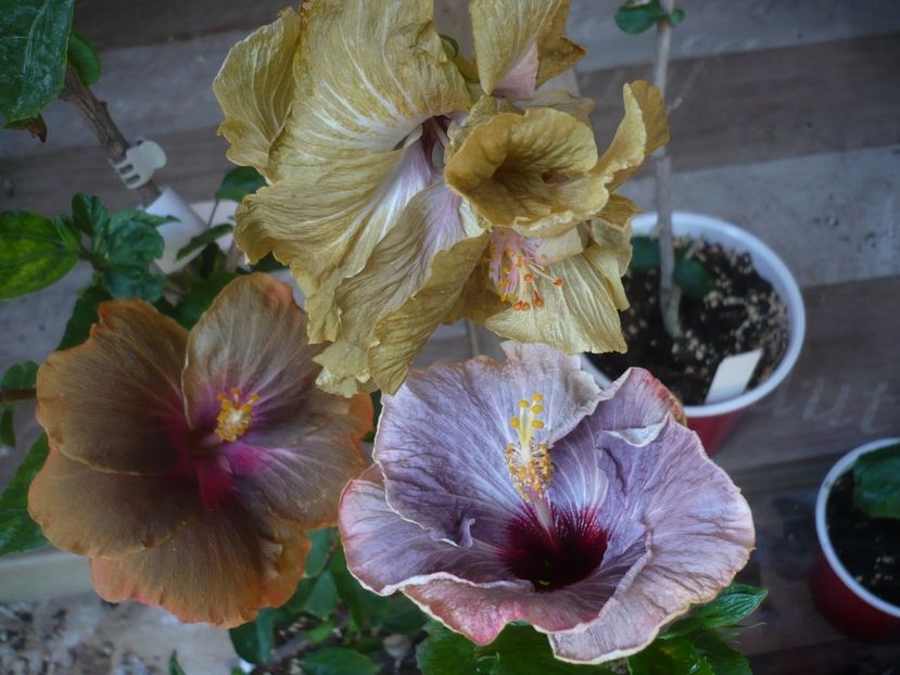 P1440441 - HIBISCUSI 2020-1