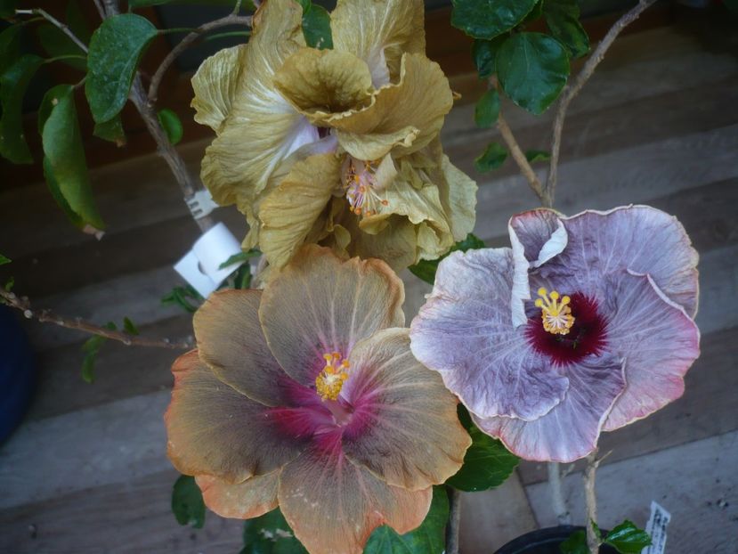 P1440443 - HIBISCUSI 2020-1