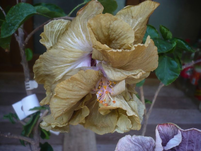 P1440444 - HIBISCUSI 2020-1